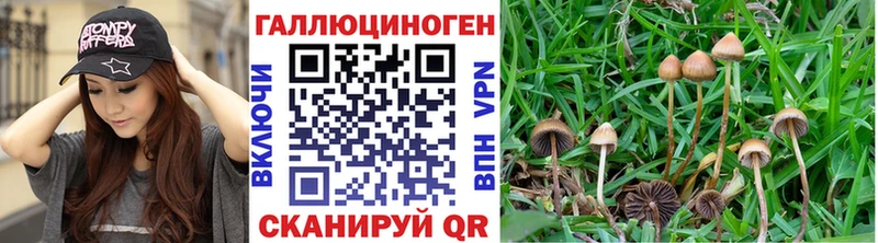 купить наркоту  Лысково  Псилоцибиновые грибы Cubensis 